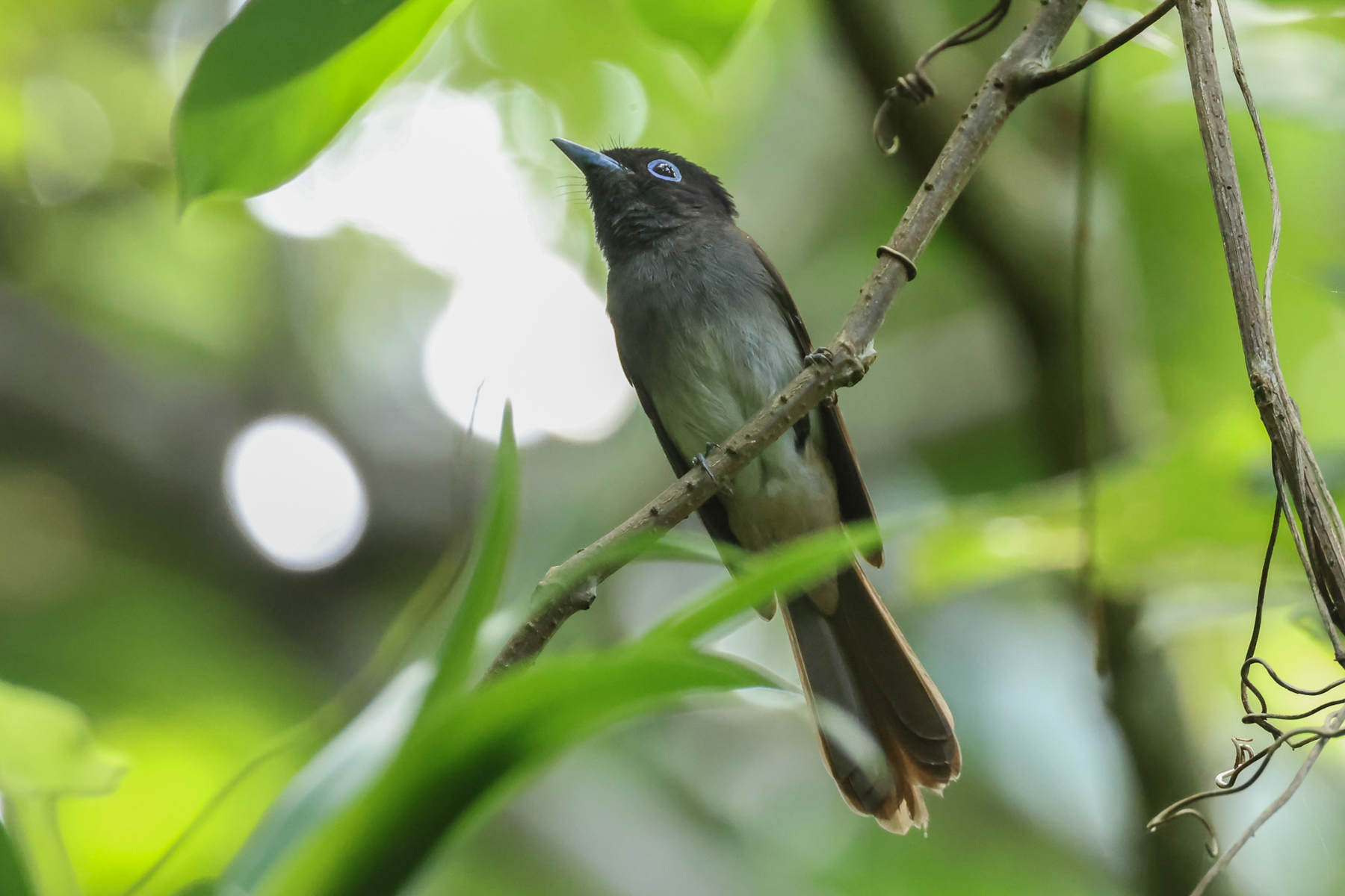 Black Paradise Flycatcher (image by Vincent van der Spek)