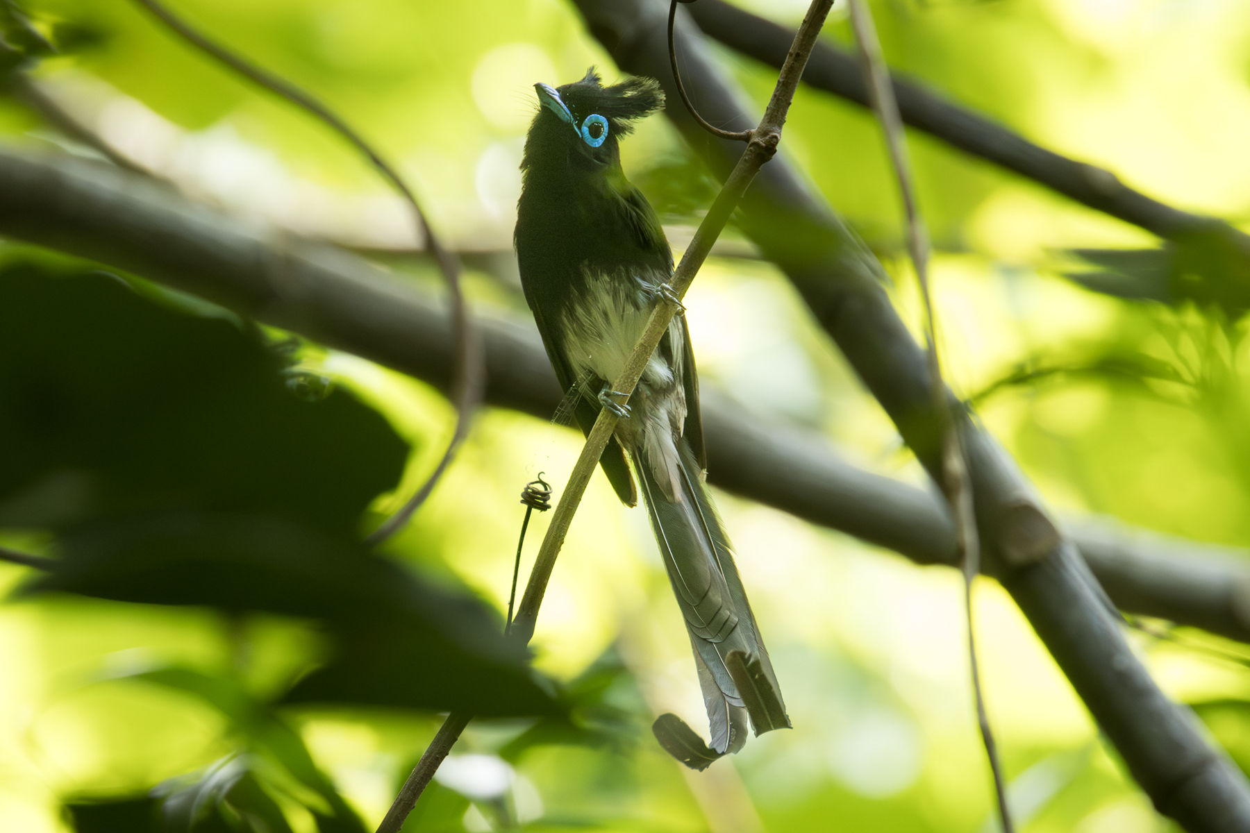 Black Paradise Flycatcher (image by Vincent van der Spek)