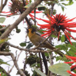 Black-backed Oriole (image by Leo Garrigues)