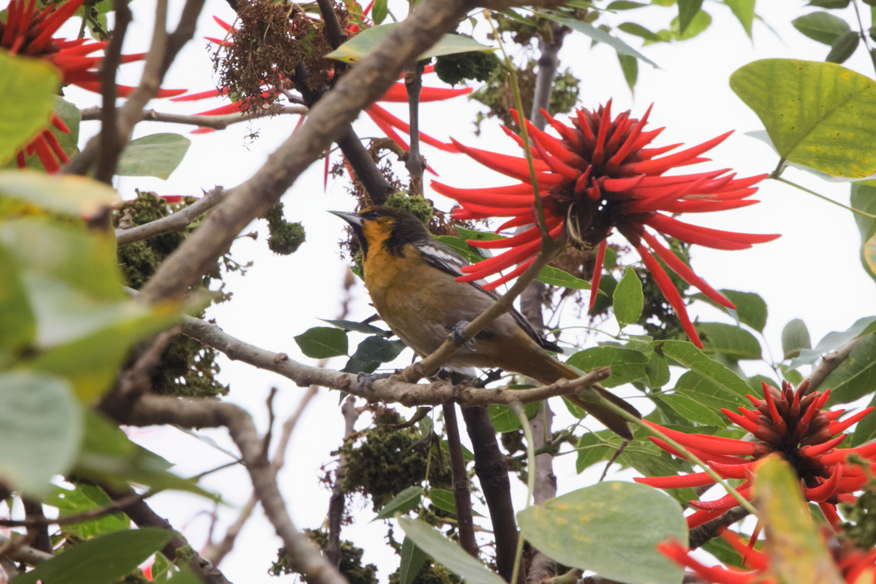 Black-backed Oriole (image by Leo Garrigues)