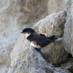 Black-capped Swallow (image by Leo Garrigues)