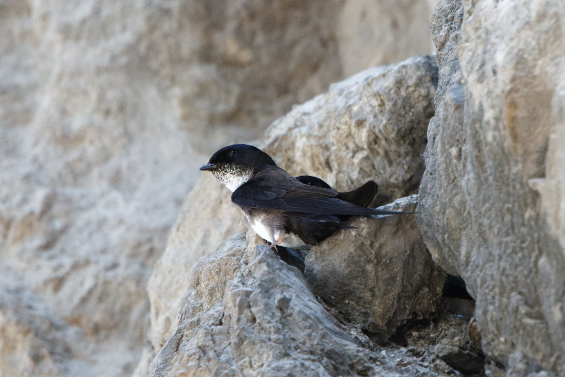 Black-capped Swallow (image by Leo Garrigues)