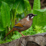 Black-faced Laughingthrush (image by Dave Farrow)