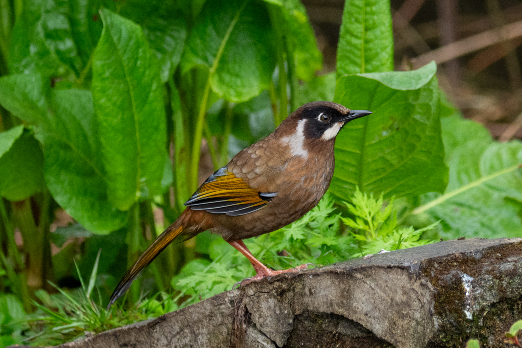 Black-faced Laughingthrush (image by Dave Farrow)