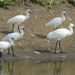 Black-faced Spoonbills (image by Vincent van der Spek)