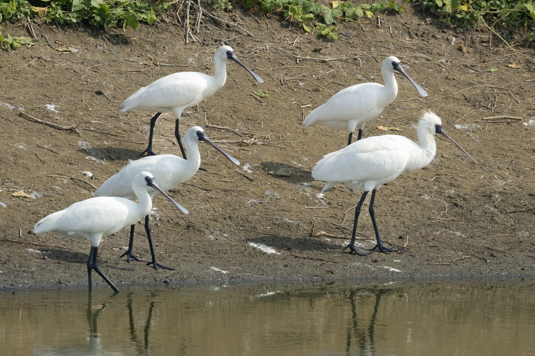 Black-faced Spoonbills (image by Vincent van der Spek)
