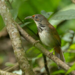 Black-necklaced Scimitar Babbler (image by Vincent van der Spek)