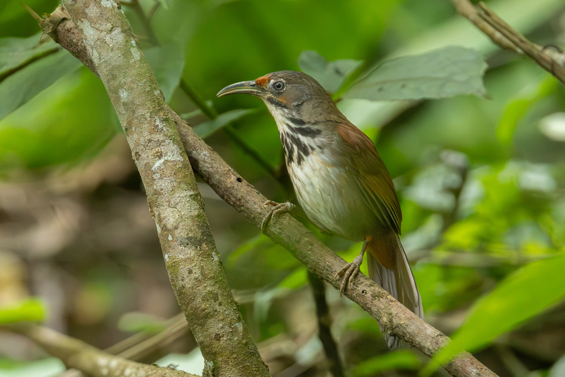 Black-necklaced Scimitar Babbler (image by Vincent van der Spek)