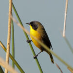 Black-polled Yellowthroat (image by Leo Garrigues)