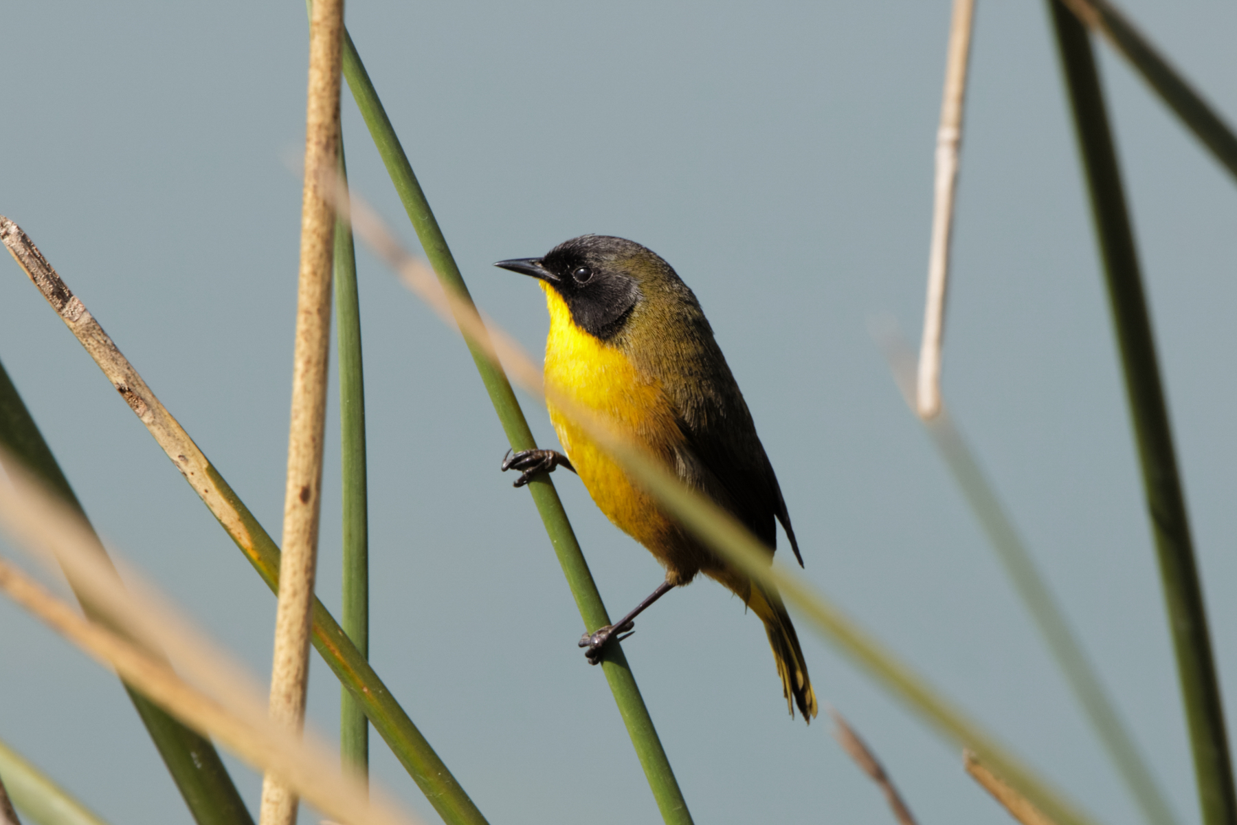 Black-polled Yellowthroat (image by Leo Garrigues)