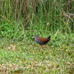 Black-tailed Crake (image by Dave Farrow)