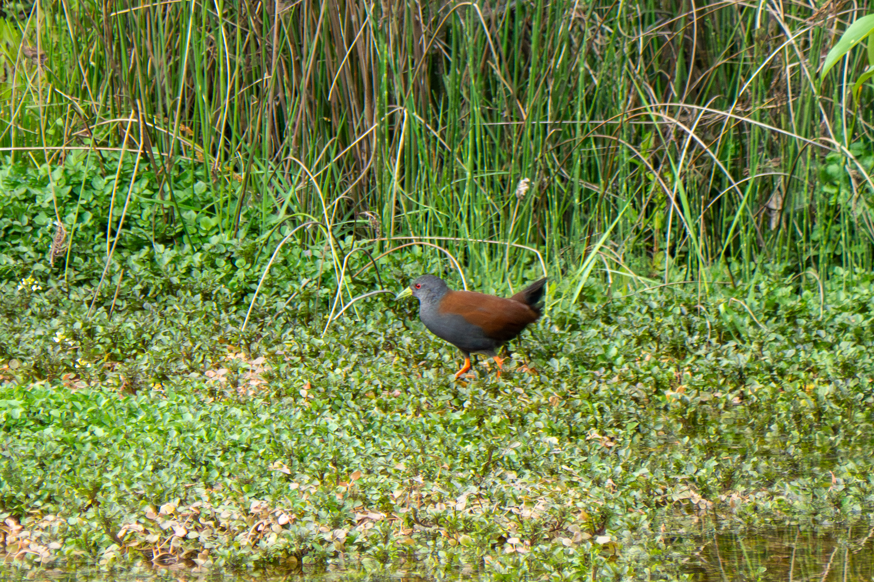 Black-tailed Crake (image by Dave Farrow)