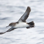 Black-vented Shearwater (image by Leo Garrigues)