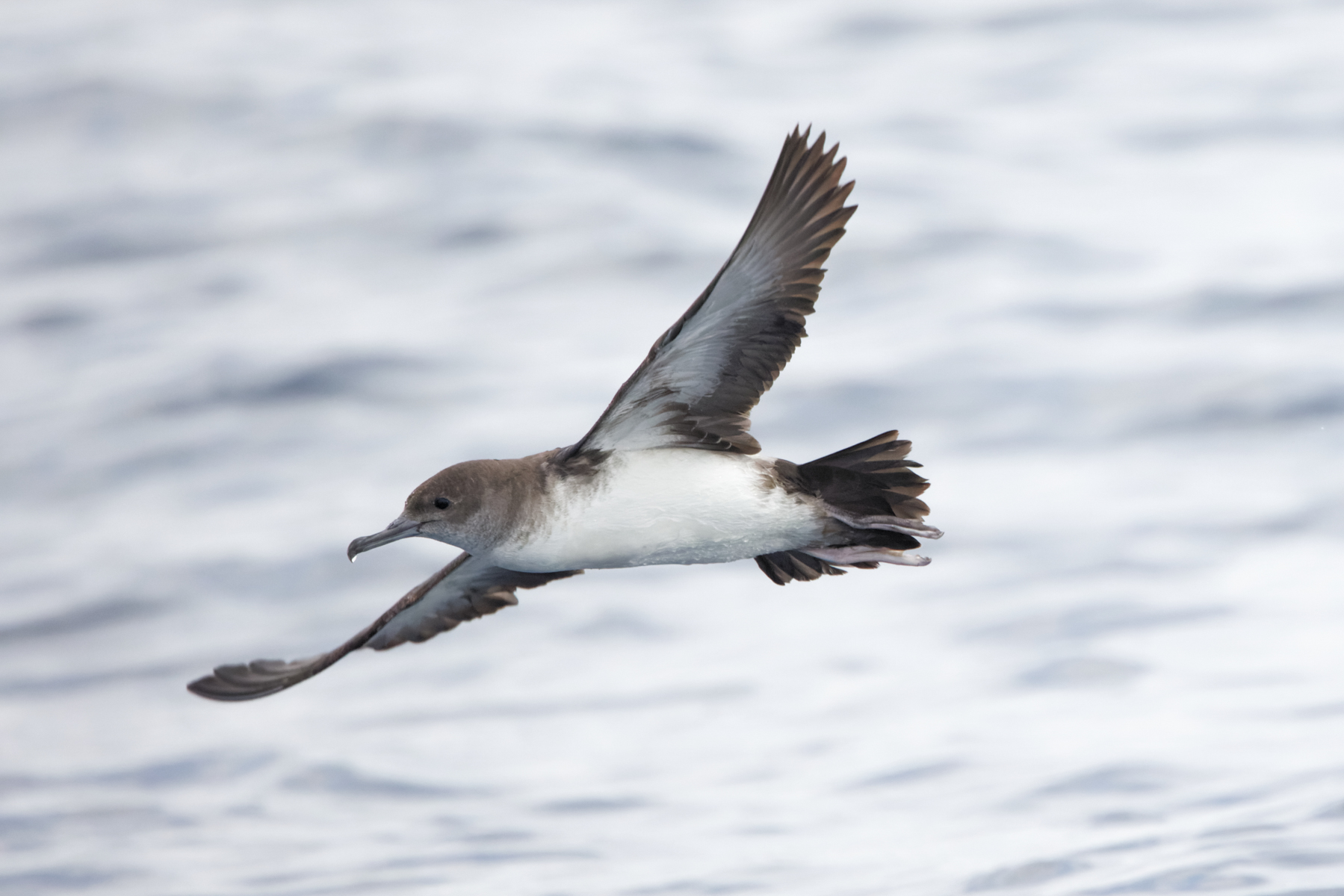 Black-vented Shearwater (image by Leo Garrigues)