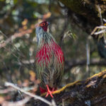 Blood Pheasant (image by Dave Farrow)