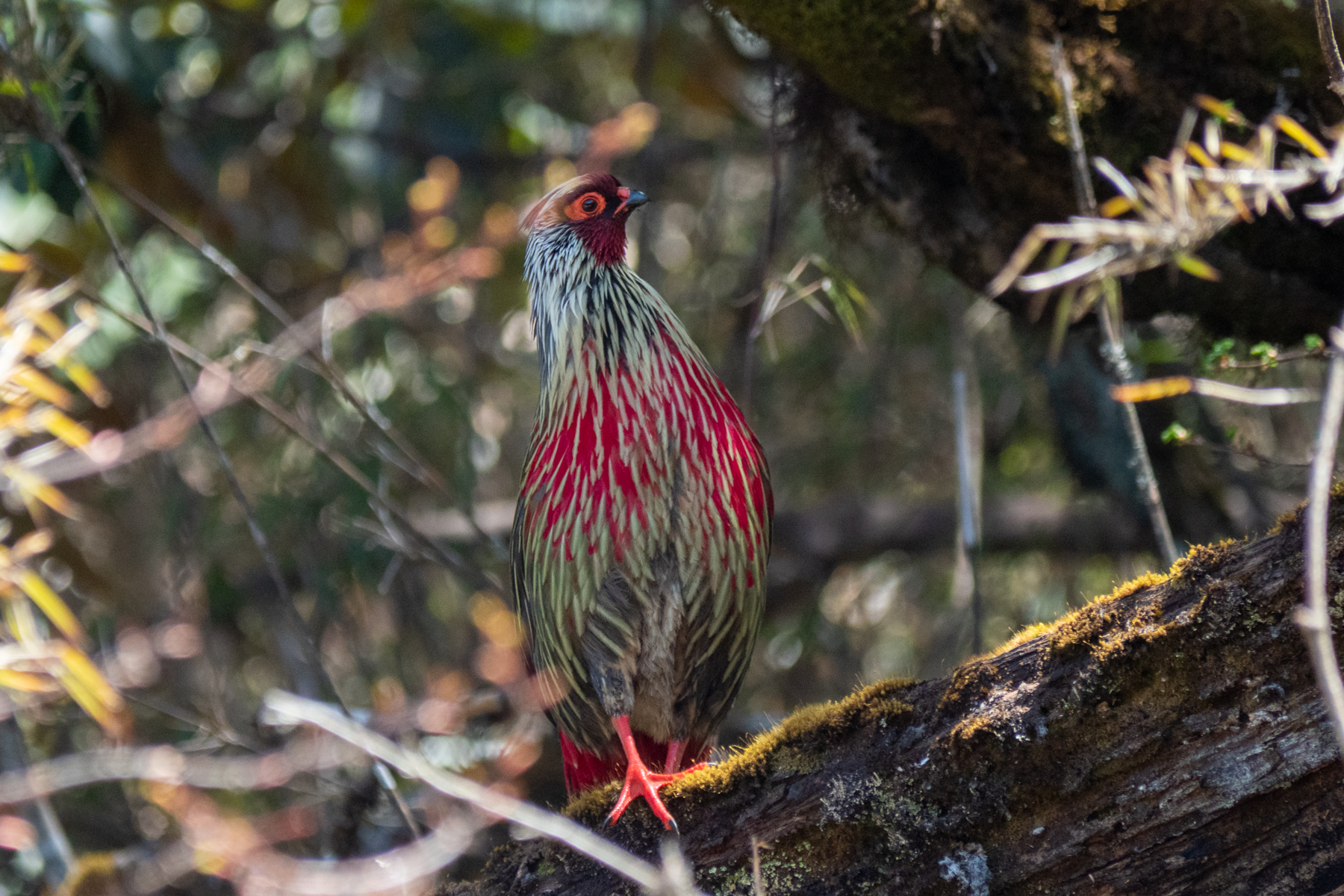 Blood Pheasant (image by Dave Farrow)