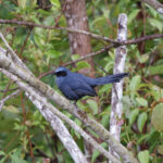 Blue Mockingbird (image by Leo Garrigues)