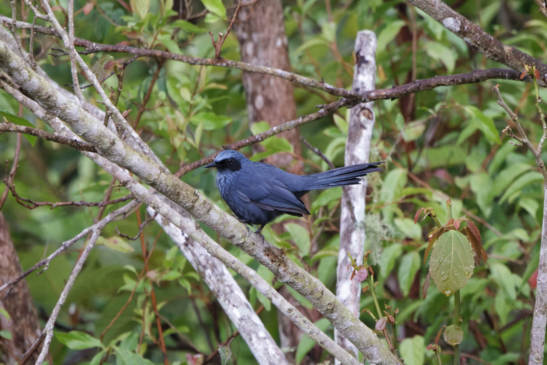 Blue Mockingbird (image by Leo Garrigues)