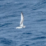 Blue Petrel (image by Mark Van Beirs)