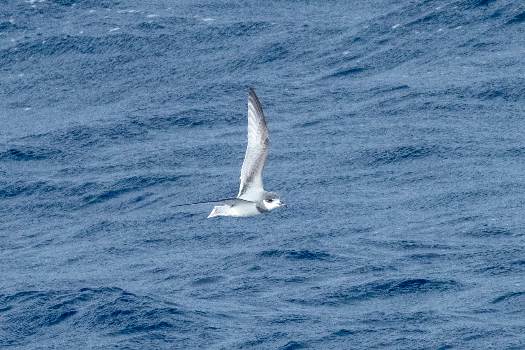 Blue Petrel (image by Mark Van Beirs)
