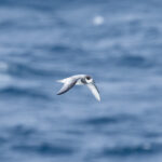 Blue Petrel (image by Nick Lessof)