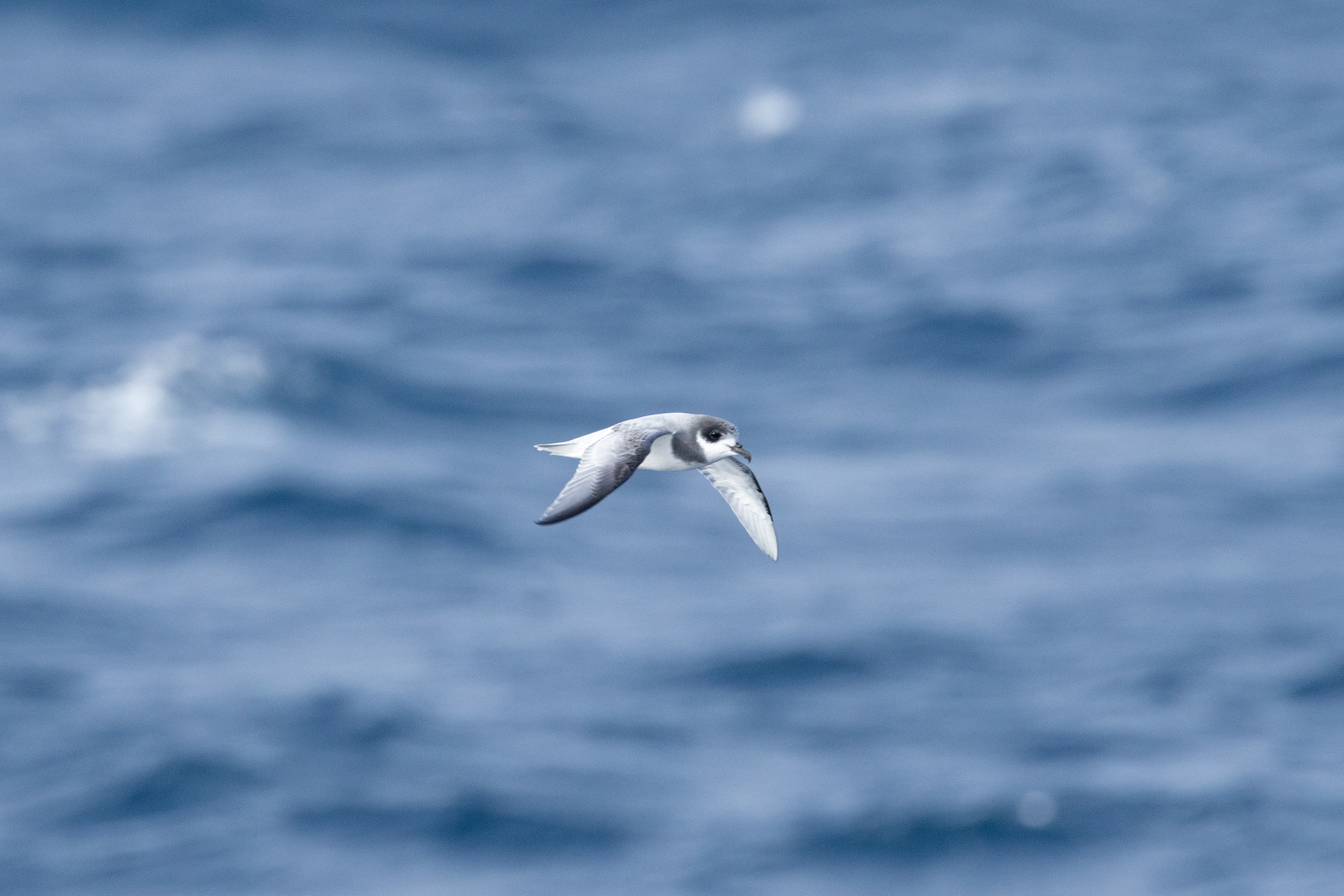 Blue Petrel (image by Nick Lessof)