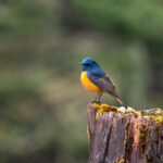 Blue-fronted Redstart (image by Dave Farrow)