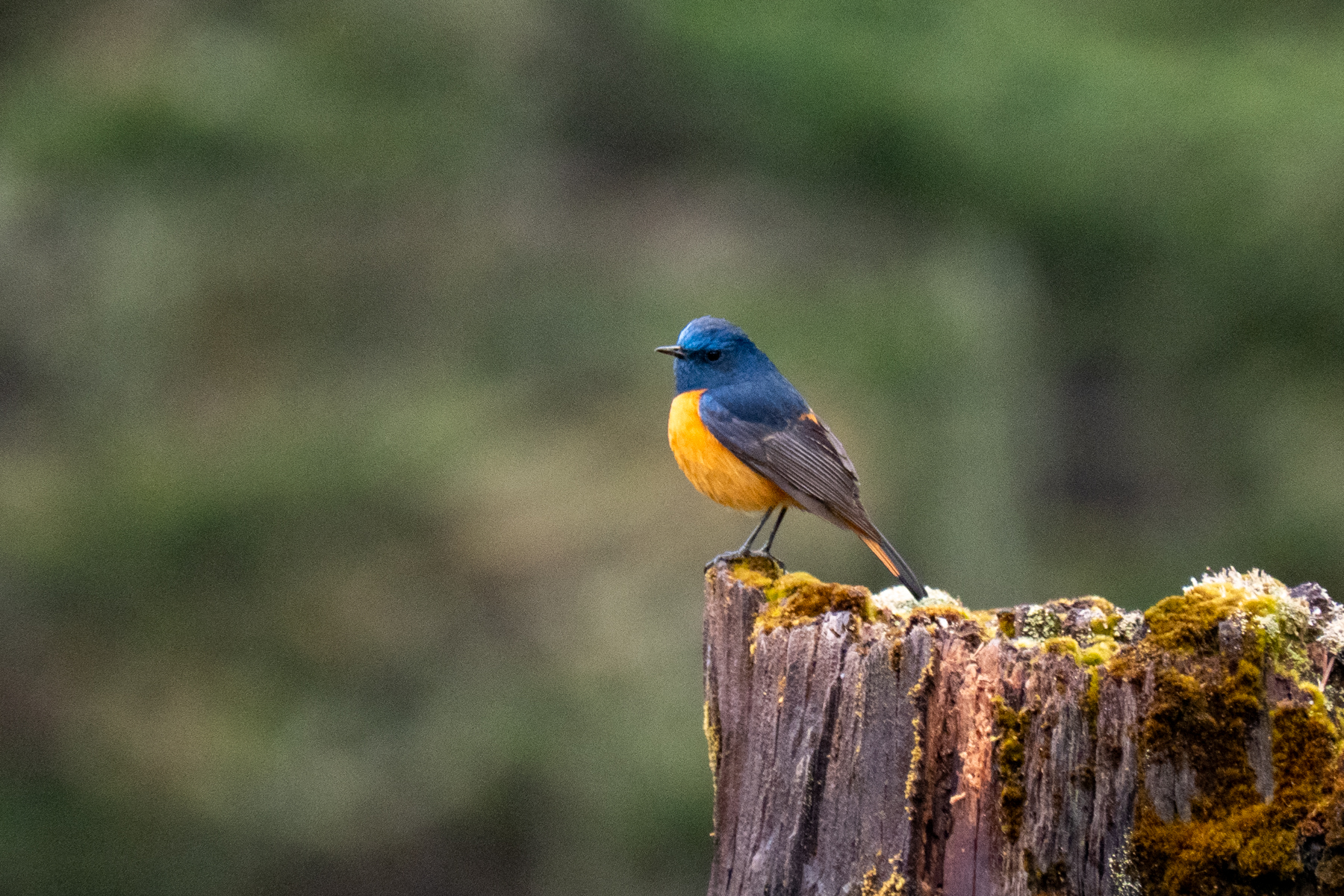 Blue-fronted Redstart (image by Dave Farrow)