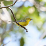 Blue-winged Warbler (image by Leo Garrigues)