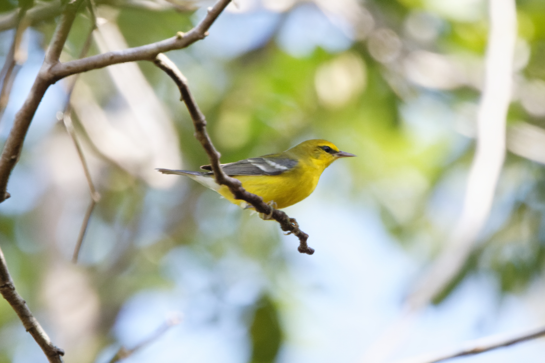 Blue-winged Warbler (image by Leo Garrigues)