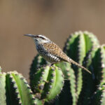 Boucard's Wren (image by Leo Garrigues)