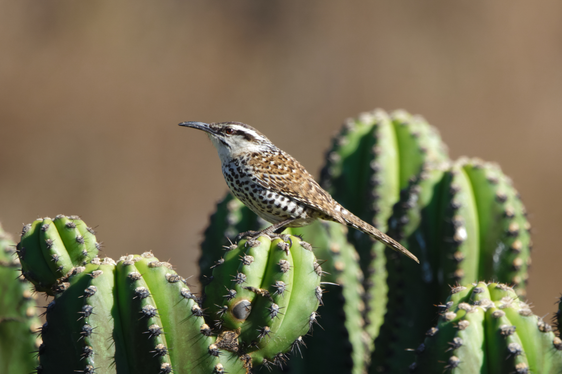 Boucard's Wren (image by Leo Garrigues)