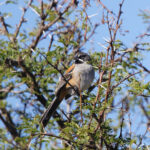 Bridled Sparrow (image by Leo Garrigues)