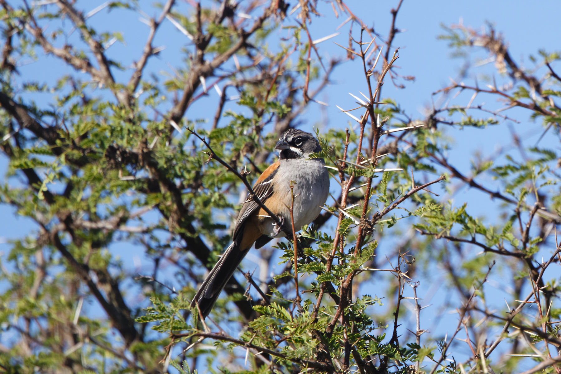 Bridled Sparrow (image by Leo Garrigues)