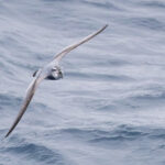 Broad-billed Prion (image by John Young)