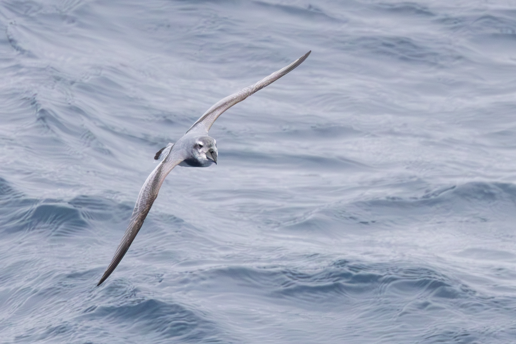 Broad-billed Prion (image by John Young)