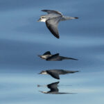 Broad-billed Prion (image by Nick Lessof)