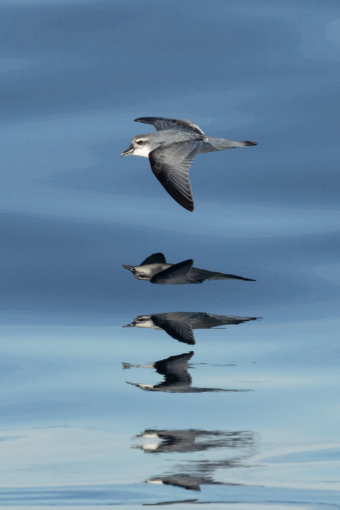 Broad-billed Prion (image by Nick Lessof)
