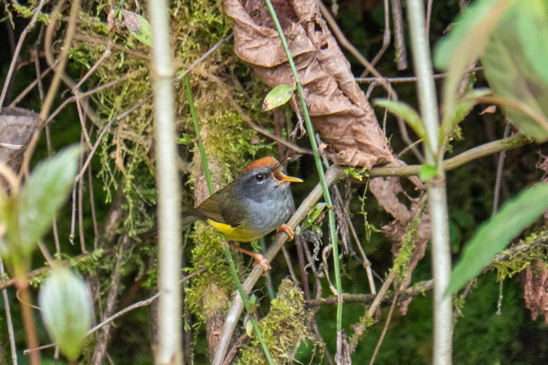 Broad-billed Warbler (image by Dave Farrow)
