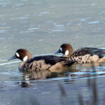 Bronze-winged Ducks (image by Mark Van Beirs)