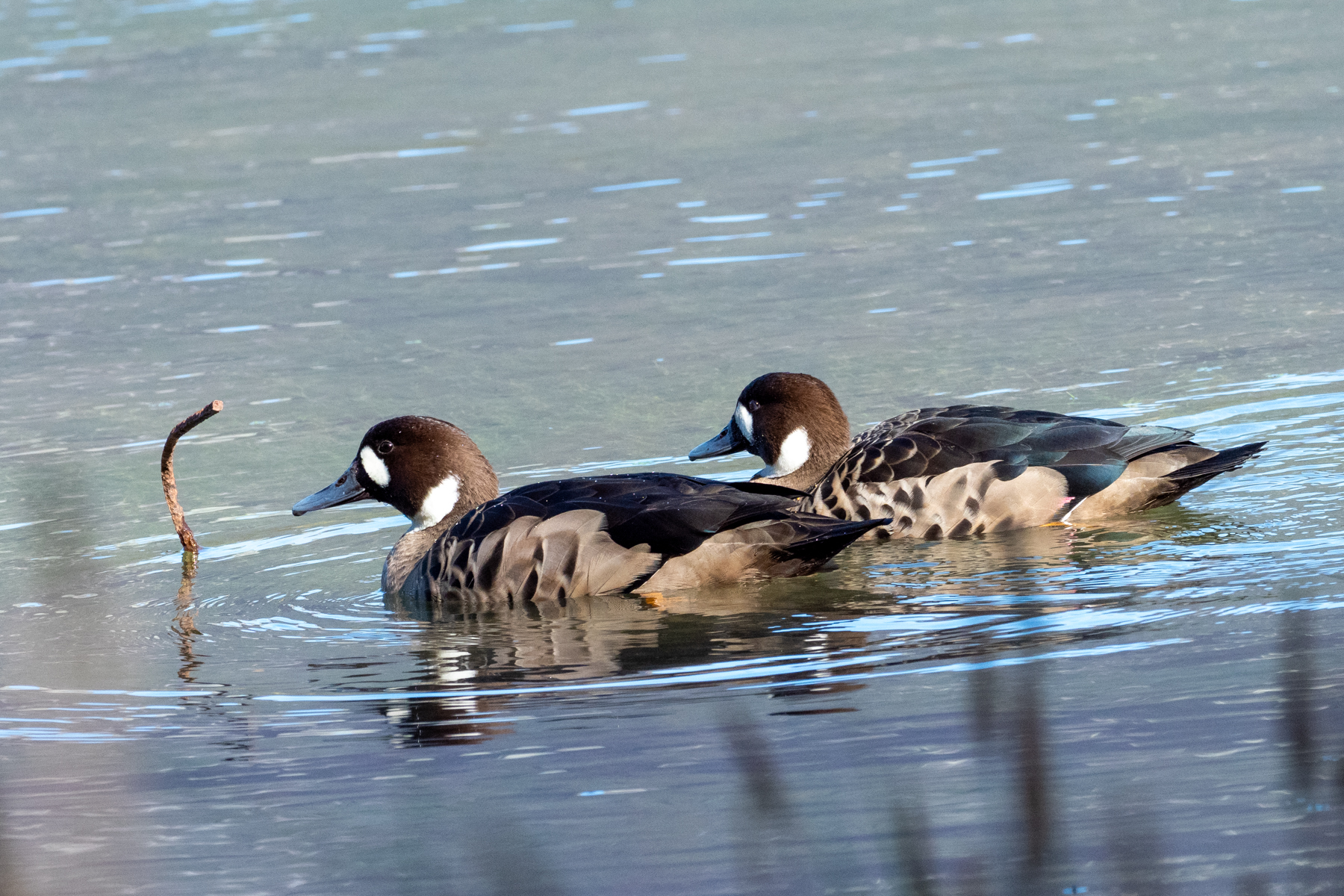 Bronze-winged Ducks (image by Mark Van Beirs)