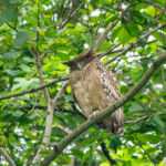 Brown Fish Owl (image by Dave Farrow)