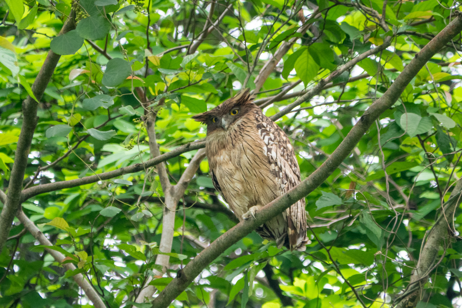 Brown Fish Owl (image by Dave Farrow)