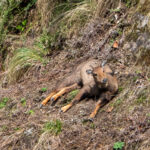 Brown Goral (image by Dave Farrow)
