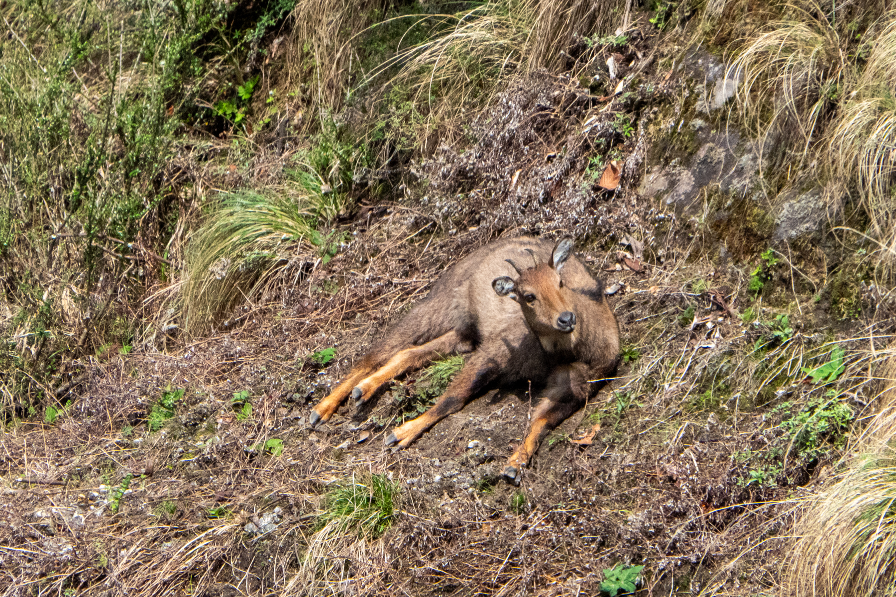 Brown Goral (image by Dave Farrow)