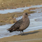 Brown Skua (image by Mark Van Beirs)