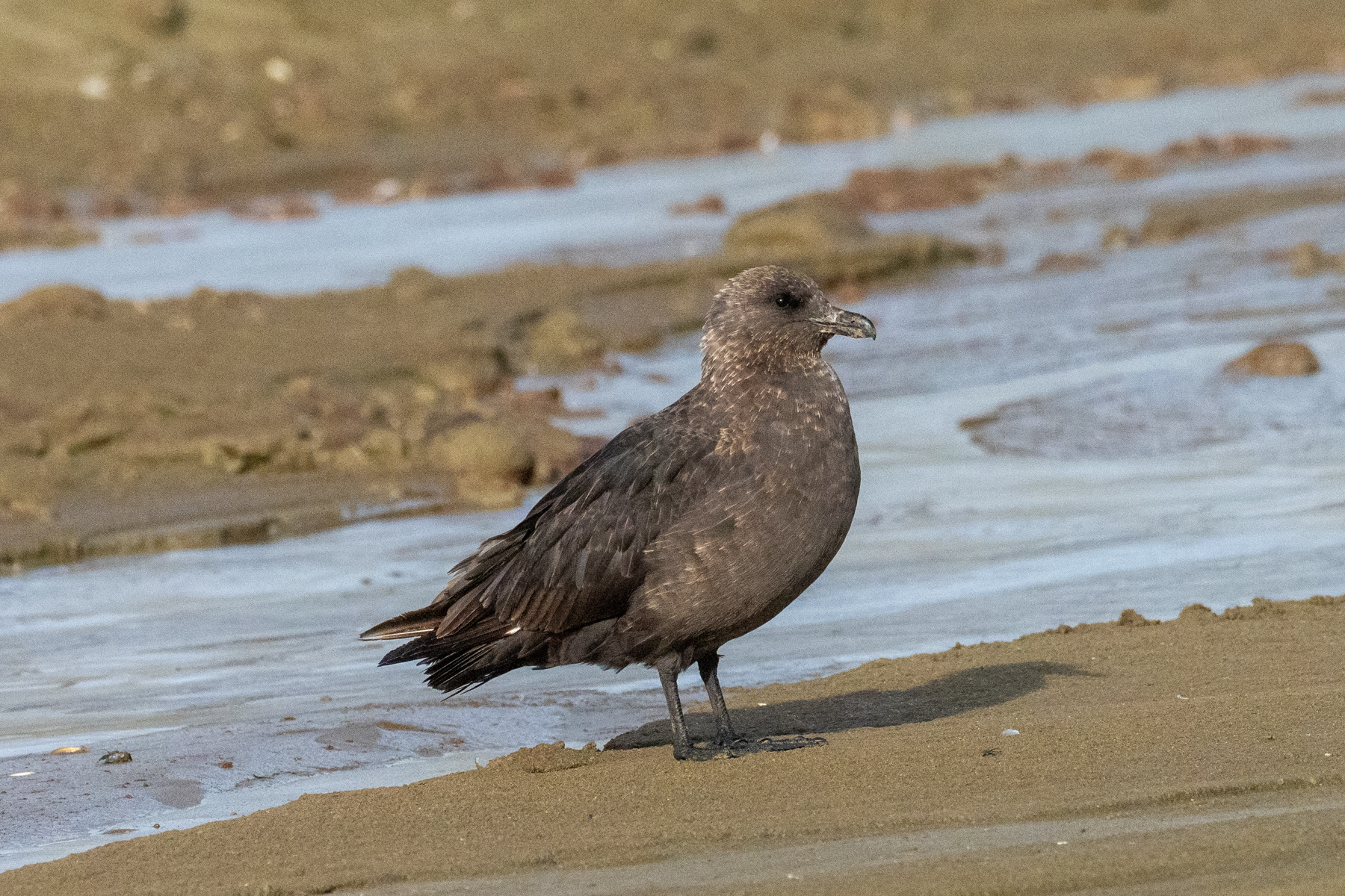 Brown Skua (image by Mark Van Beirs)