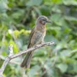 Brown-eared Bulbul (image by Vincent van der Spek)