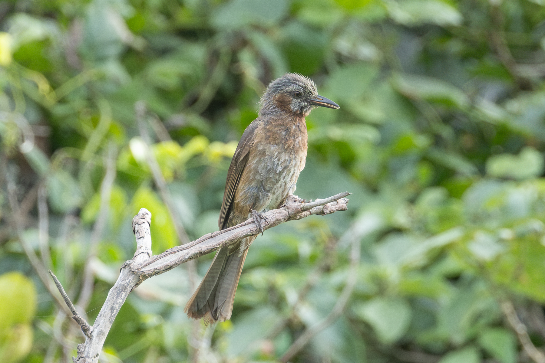 Brown-eared Bulbul (image by Vincent van der Spek)