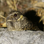 Buff-collared Nightjar (image by Leo Garrigues)